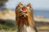 YORKSHIRE TERRIER 365